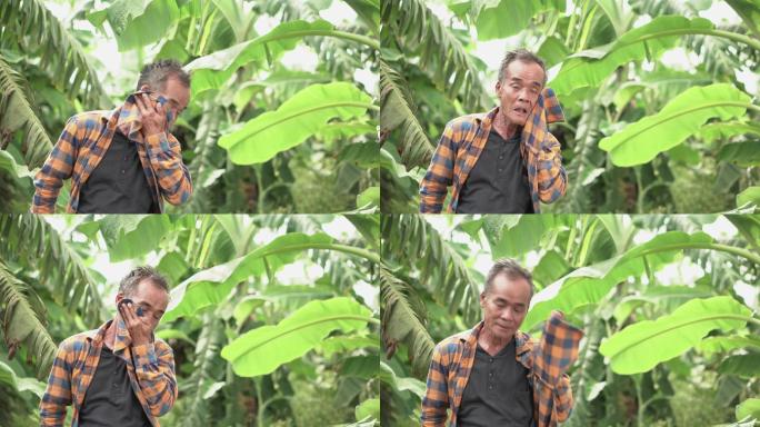 香蕉农场的亚洲老农因