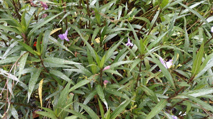 下雨天绿植雨滴在绿植上1