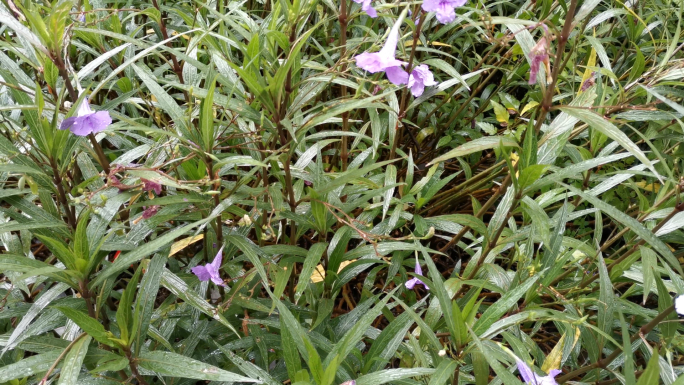 下雨天绿植雨滴在绿植上1