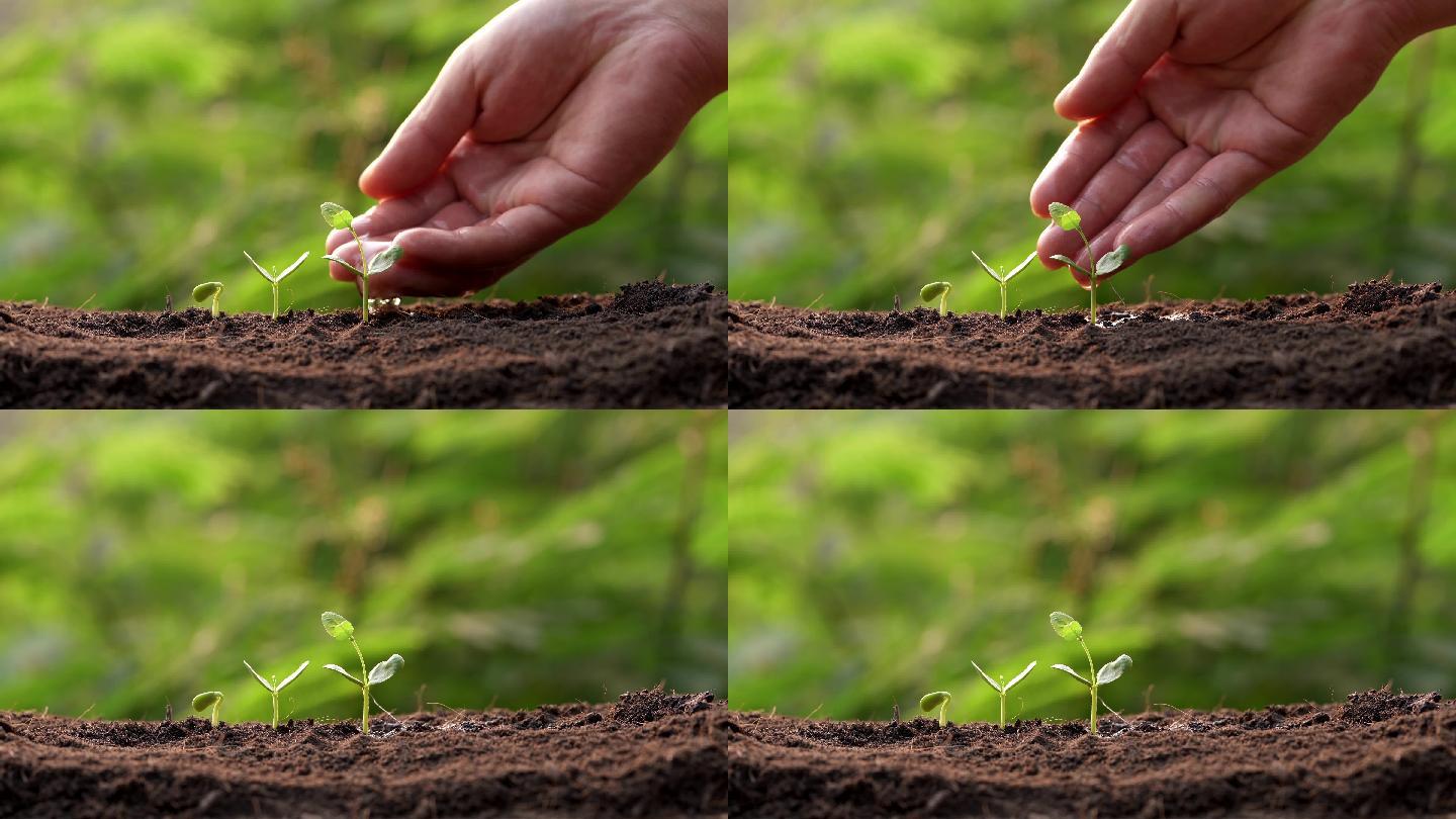 三棵树苗生长在土壤上，并用手浇水