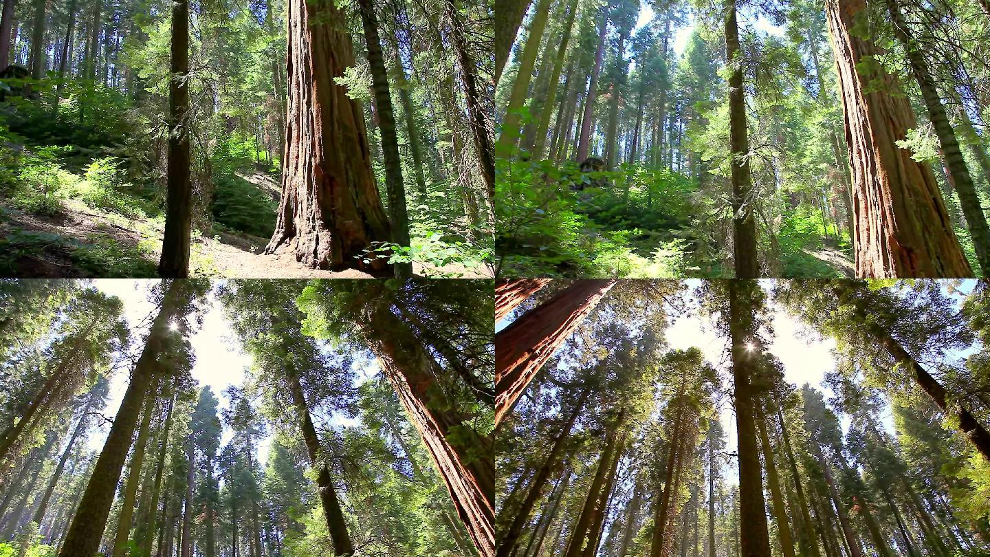 红杉国家公园全景国家森林公园原始森林红杉