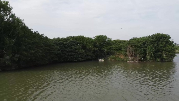 湖中小岛水鸟船舶航拍