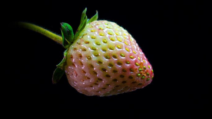 草莓在黑色背景上随时间推移成熟