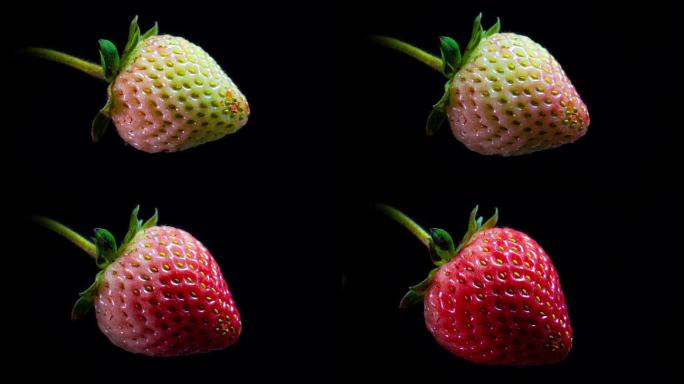 草莓在黑色背景上随时间推移成熟