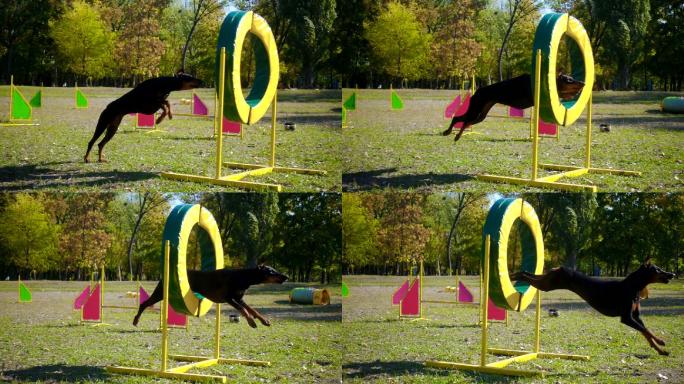 杜宾犬在灵敏性训练中的跳环动作