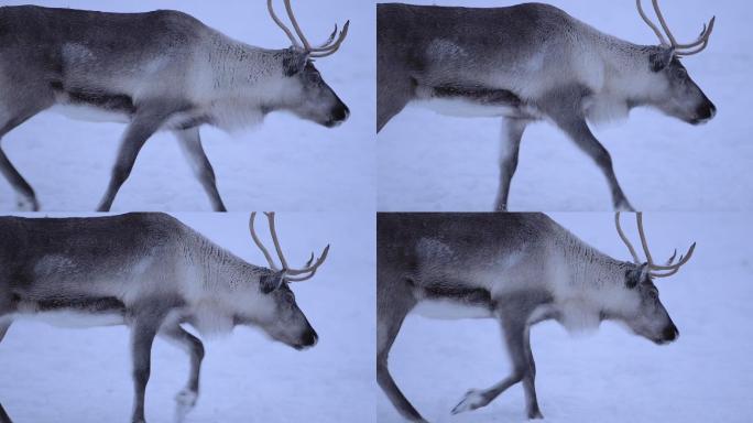 一只大型驯鹿在满是积雪的地面上缓慢行走