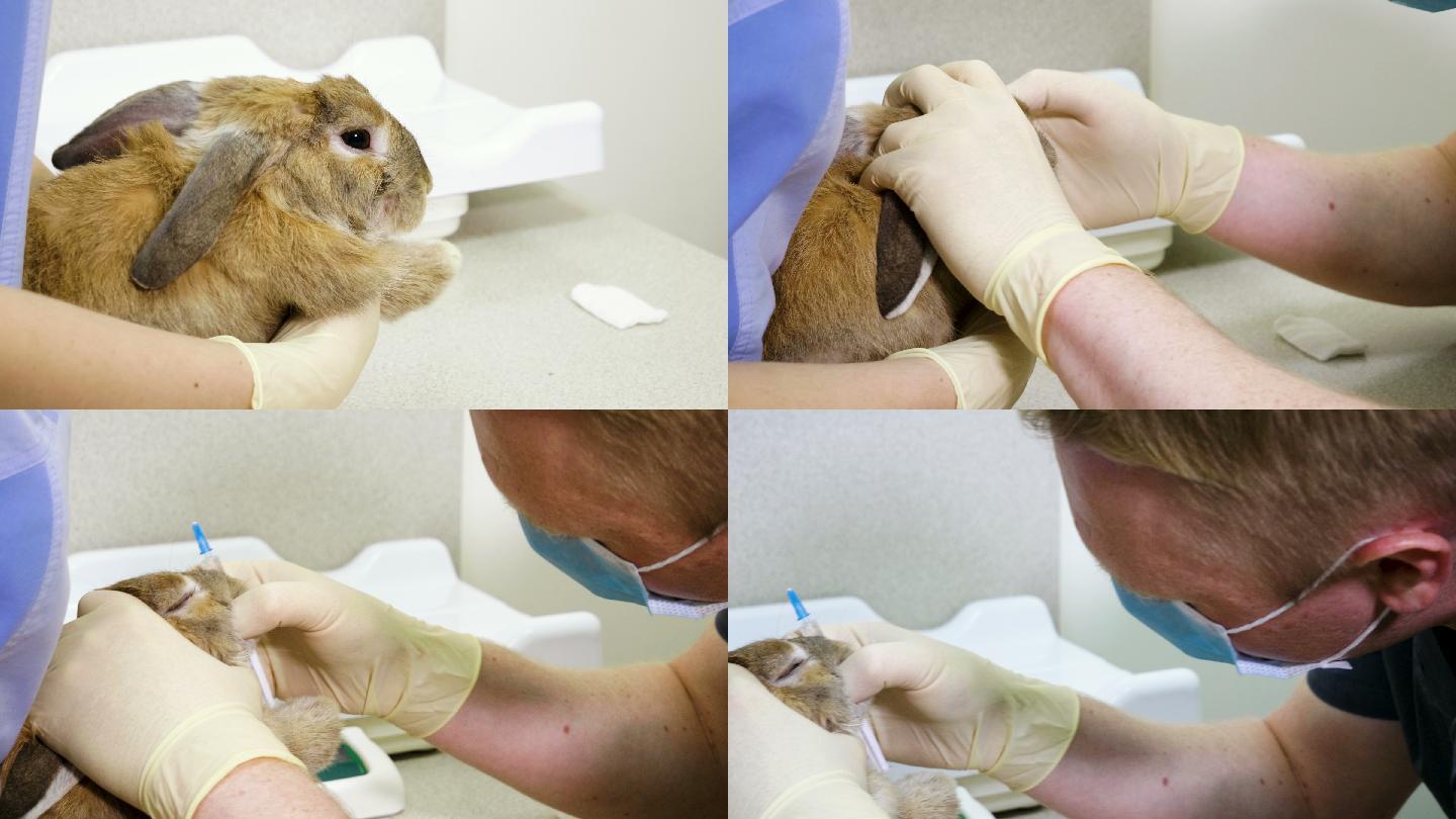 兽医在兽医诊所检查一只家养兔子。