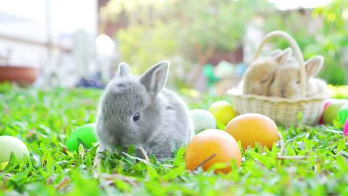 复活节兔子在复活节彩蛋附近吃草