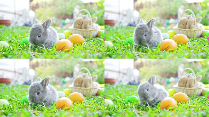 复活节兔子在复活节彩蛋附近吃草