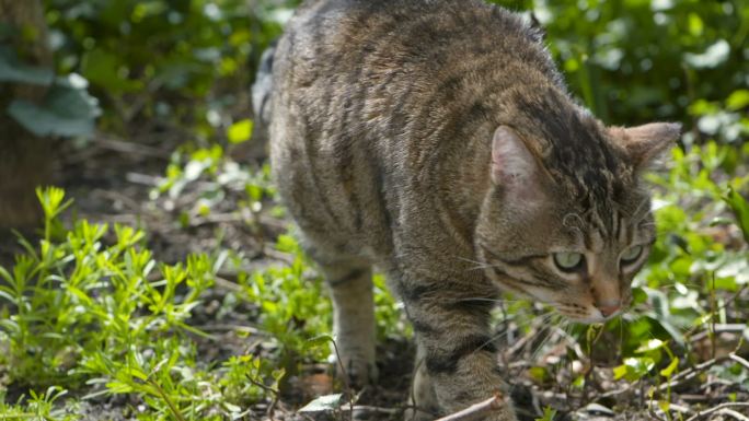 阳光下花园里的猫慢动作升格镜头肥猫