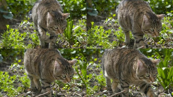 阳光下花园里的猫慢动作升格镜头肥猫