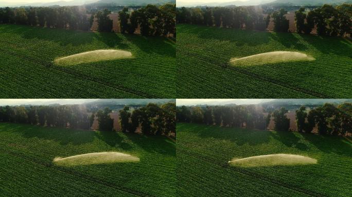 空中拍摄的绿色农田被洒水灌溉。