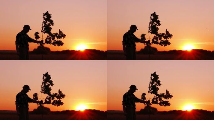 日落时一个人正扶着树苗