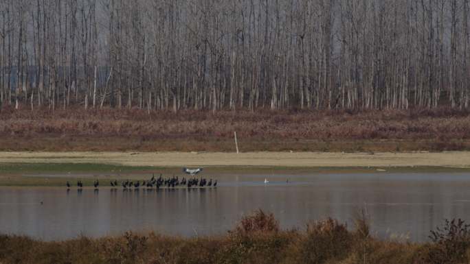6K冬天湖边一群鸬鹚和白颈鹭