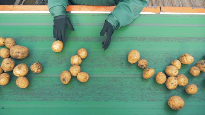 在工厂分拣土豆农产品包装运输包装线