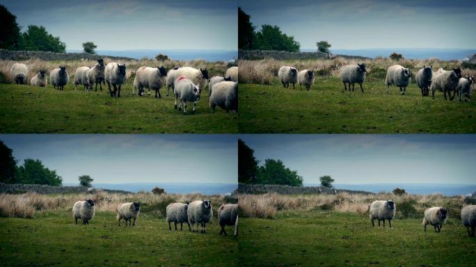 一群羊在沼地上行走