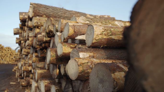 木工厂木料木桩树木