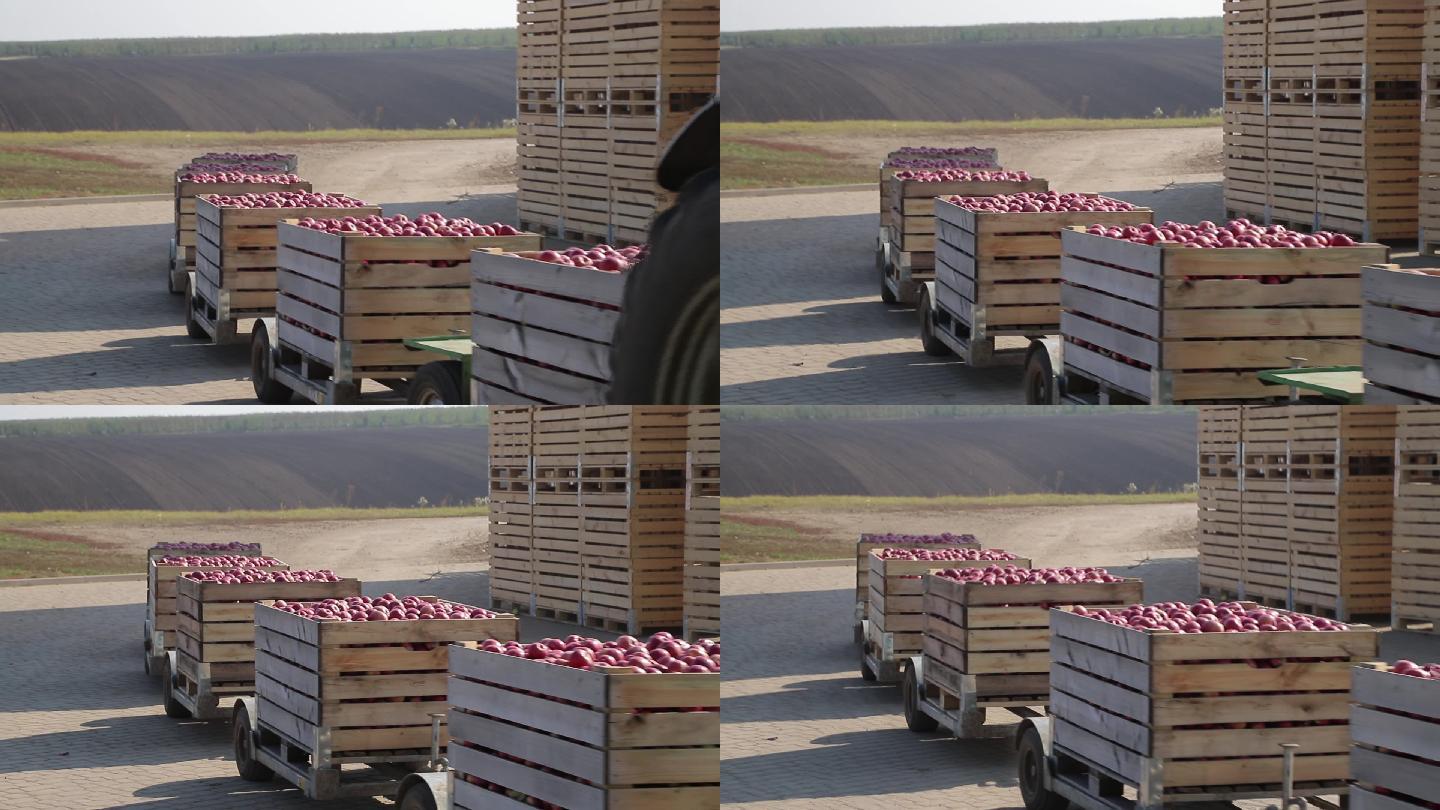 运输苹果水果农场苹果农场主