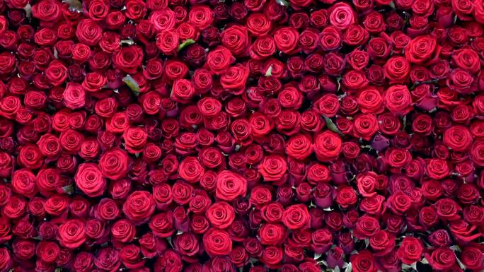 许多美丽的红玫瑰