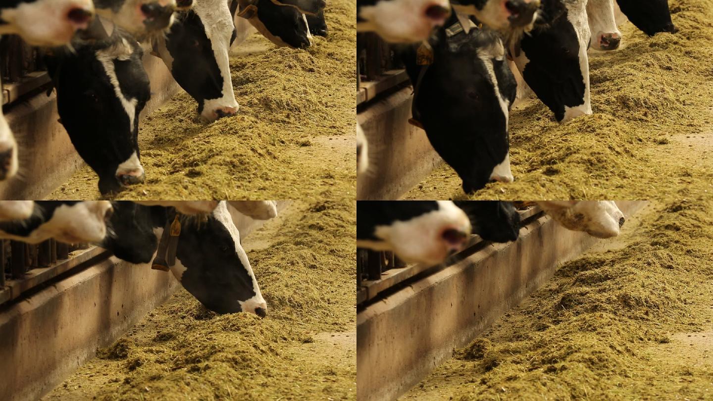 奶牛 牛 牛奶 牛犊 畜牧  科学喂养