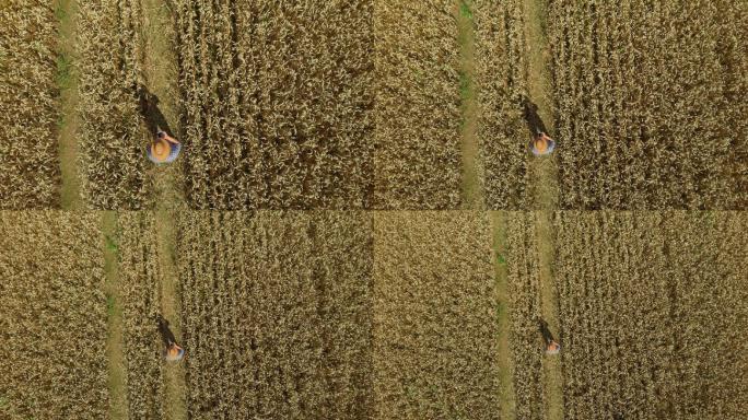 农民用平板电脑监控小麦