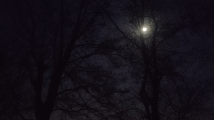 冬天的夜晚 黑夜 月亮 夜晚 大树 冷清