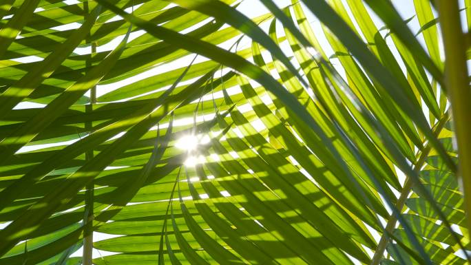 阳光下的棕榈叶逆光光芒仰拍