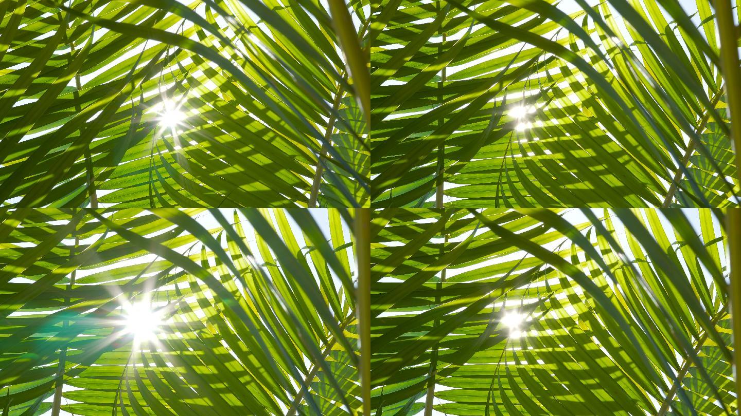 阳光下的棕榈叶逆光光芒仰拍