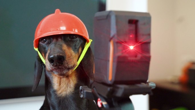 达克斯猎犬戴着建筑头盔在水平测量工具旁