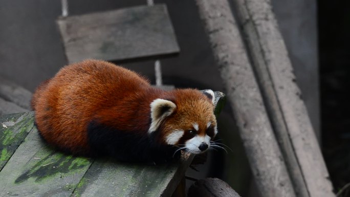 重庆动物园的国家二级保护动物小熊猫