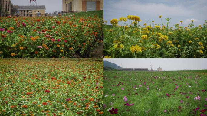 海滨公园盛开的花组成花海