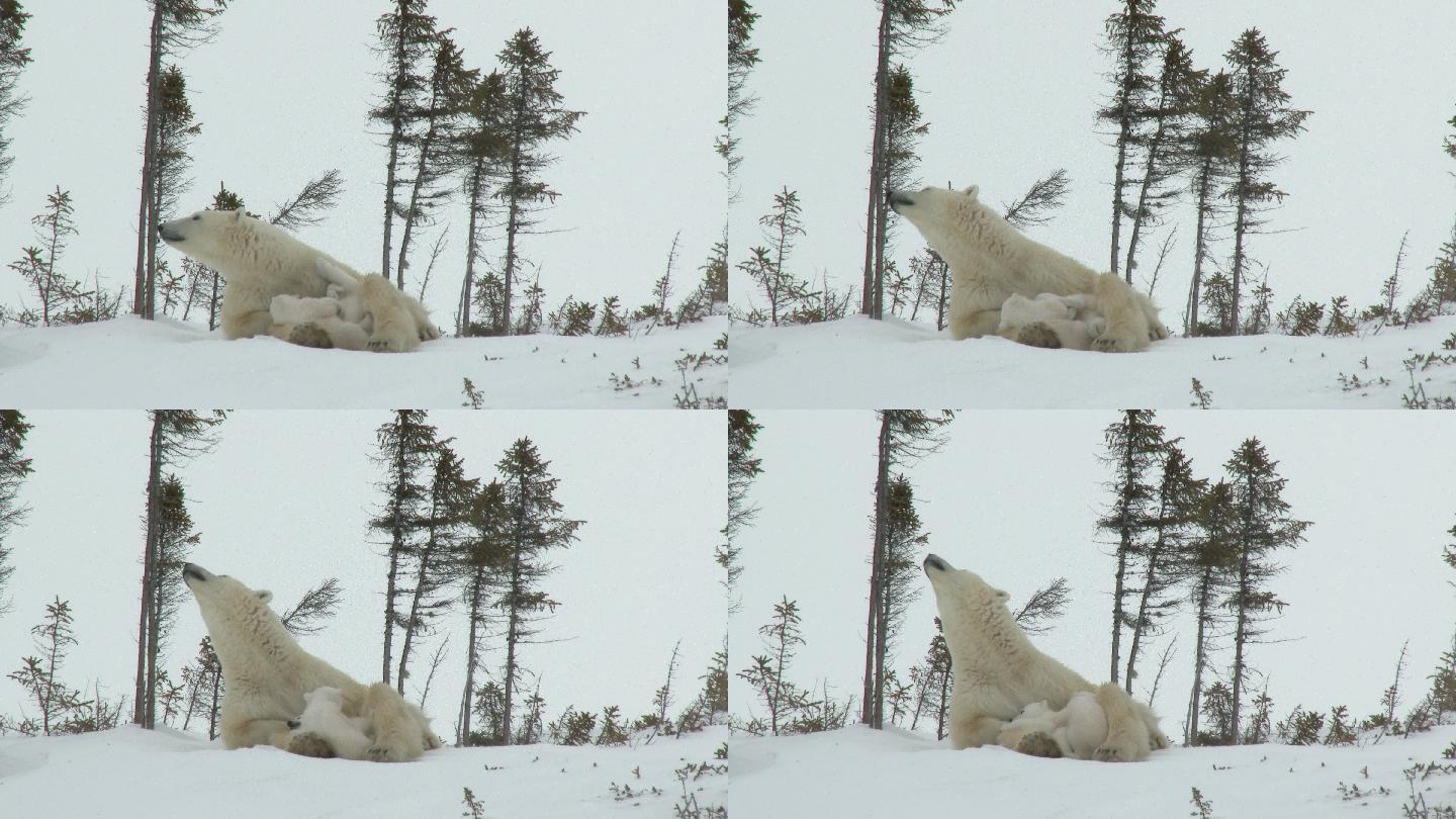 北极熊妈妈和幼崽北极圈极地生态环境栖息地