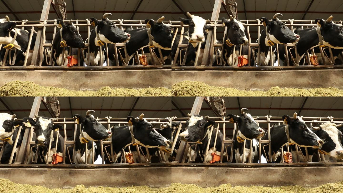 奶牛 牛 牛奶 牛犊 畜牧  大型养牛场