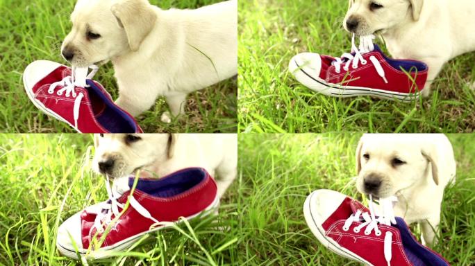 小狗以慢动作玩鞋子