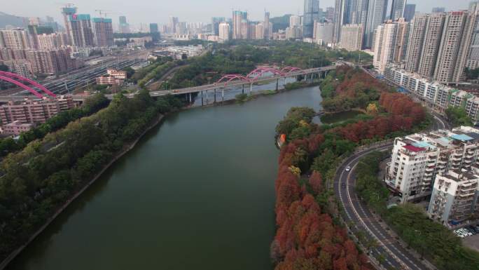 深圳洪湖公园落羽杉