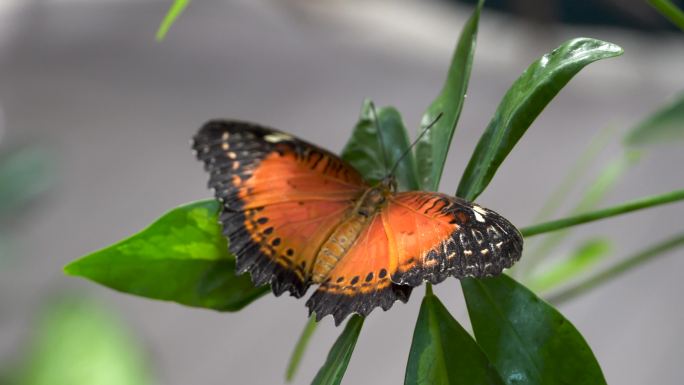 一只鲜橙色稀有贝母蝴蝶在橙色花朵上的特写
