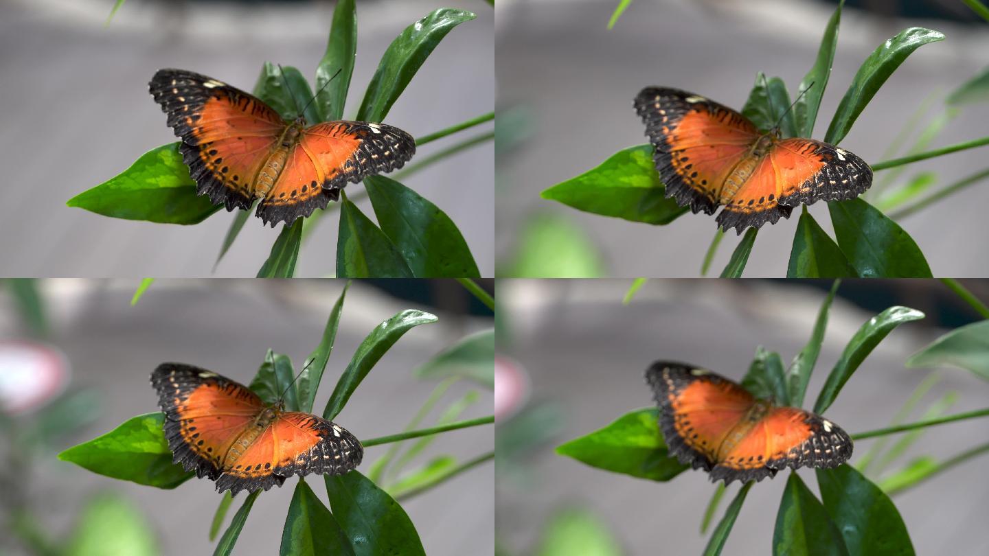 一只鲜橙色稀有贝母蝴蝶在橙色花朵上的特写
