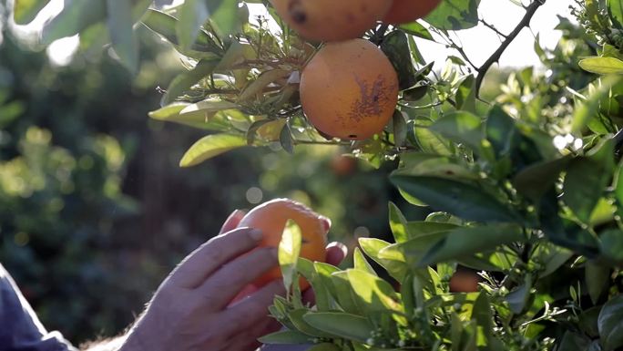 成熟的橘子产地基地产业农业种植脐橙橙子