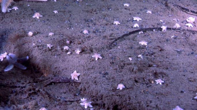在白海的海床上有许多小型的海星