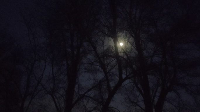 冬天的夜晚 黑夜 月亮 夜晚 大树 冷清