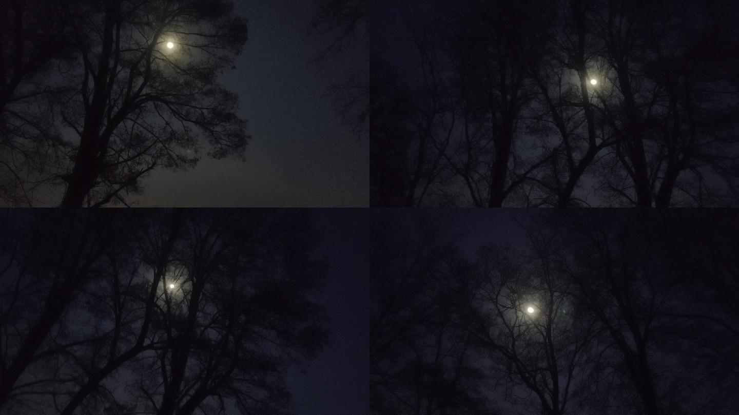 冬天的夜晚 黑夜 月亮 夜晚 大树 冷清