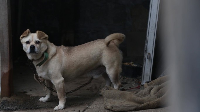 农家 看门狗 土狗 田园犬