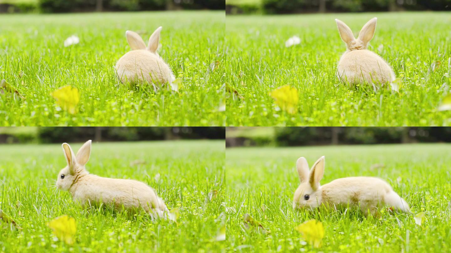 蓝天草地兔子素材 蓝天 草地 兔子平面广告素材免费下载(图片编号:4648250)-六图网
