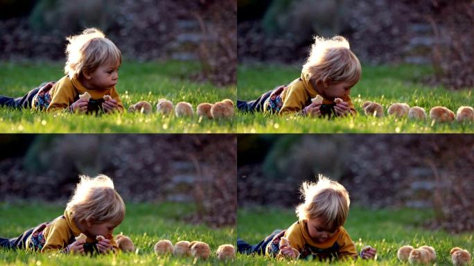 可爱的男孩和小鸡童趣休闲