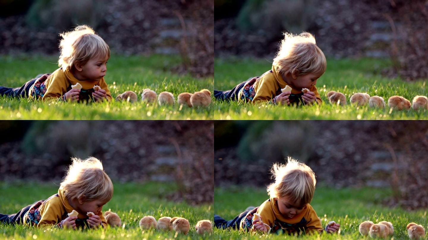 可爱的男孩和小鸡童趣休闲
