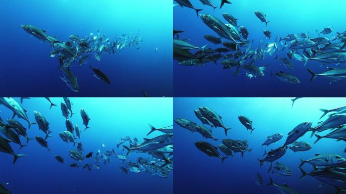 水下金枪鱼鱼群。大海蓝色生活水下世界