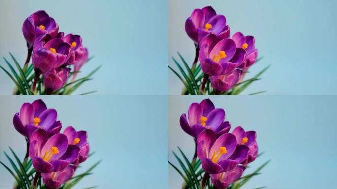 延时拍摄的紫番红花盛开
