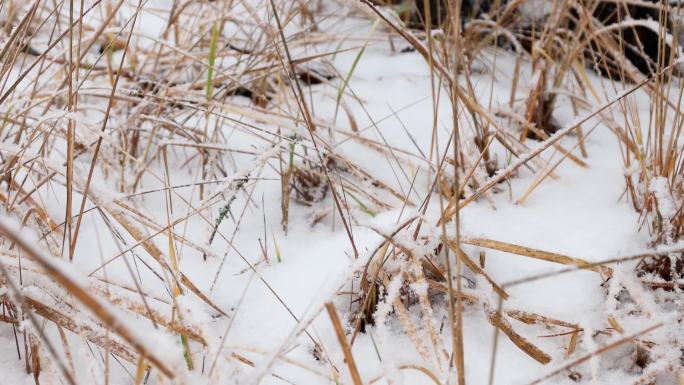 冰雪覆盖的杂草寒冷干枯雪地雪景