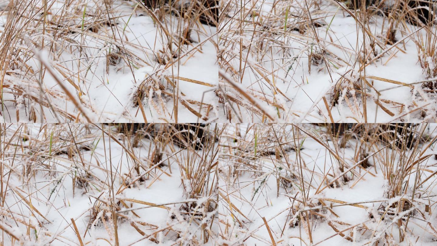 冰雪覆盖的杂草寒冷干枯雪地雪景