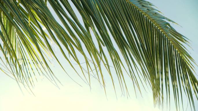 热带椰子叶在风中摇曳
